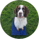 k9interaction profile picture